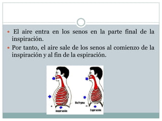  El aire entra en los senos en la parte final de la
  inspiración.
 Por tanto, el aire sale de los senos al comienzo de la
  inspiración y al fin de la espiración.
 
