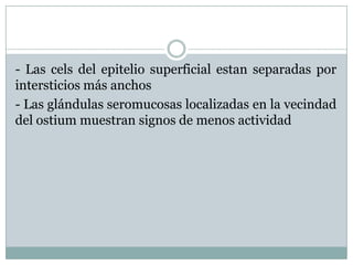 - Las cels del epitelio superficial estan separadas por
intersticios más anchos
- Las glándulas seromucosas localizadas en la vecindad
del ostium muestran signos de menos actividad
 