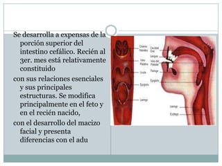 Se desarrolla a expensas de la
  porción superior del
  intestino cefálico. Recién al
  3er. mes está relativamente
  constituido
con sus relaciones esenciales
  y sus principales
  estructuras. Se modifica
  principalmente en el feto y
  en el recién nacido,
con el desarrollo del macizo
  facial y presenta
  diferencias con el adu
 