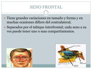SENO FRONTAL

 Tiene grandes variaciones en tamaño y forma y en
  muchas ocasiones difiere del contralateral.
 Separados por el tabique interfrontal; cada seno a su
  ves puede tener uno o mas compartimientos.
 