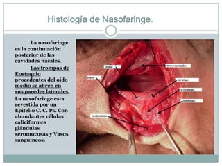 Histología de Nasofaringe.

       La nasofaringe
es la continuación
posterior de las
cavidades nasales.
       Las trompas de
Eustaquio
procedentes del oído
medio se abren en
sus paredes laterales.
La nasofaringe esta
revestida por un
Epitelio C. C. Ps. Con
abundantes células
caliciformes
glándulas
seromucosas y Vasos
sanguíneos.
 