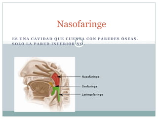 Nasofaringe
ES UNA CAVIDAD QUE CUENTA CON PAREDES ÓSEAS.
SOLO LA PARED INFERIOR NO.
 