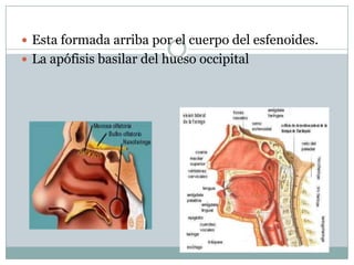  Esta formada arriba por el cuerpo del esfenoides.
 La apófisis basilar del hueso occipital
 
