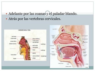  Adelante por las coanas y el paladar blando.
 Atrás por las vertebras cervicales.
 