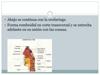  Abajo se continua con la orofaringe.
 Forma romboidal en corte transversal y se estrecha
 adelante en su unión con las coanas.
 