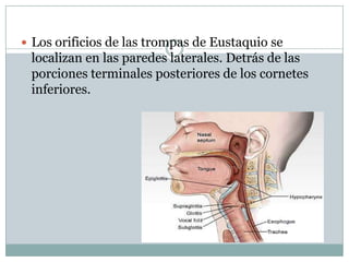  Los orificios de las trompas de Eustaquio se
 localizan en las paredes laterales. Detrás de las
 porciones terminales posteriores de los cornetes
 inferiores.
 