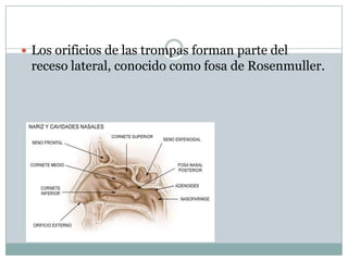  Los orificios de las trompas forman parte del
 receso lateral, conocido como fosa de Rosenmuller.
 