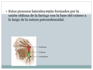  Estos procesos laterales están formados por la
 unión oblicua de la faringe con la base del cráneo a
 lo largo de la sutura petroesfenoidal.
 