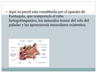  Aquí su pared esta constituida por el aparato de
 Eustaquio, que comprende el tubo
 faringotimpanico, los músculos tensor del velo del
 paladar y las aponeurosis musculares existentes.
 