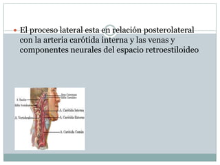  El proceso lateral esta en relación posterolateral
 con la arteria carótida interna y las venas y
 componentes neurales del espacio retroestiloideo
 