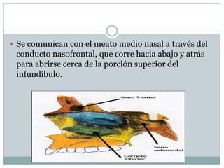  Se comunican con el meato medio nasal a través del
 conducto nasofrontal, que corre hacia abajo y atrás
 para abrirse cerca de la porción superior del
 infundíbulo.
 