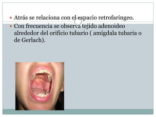 Atrás se relaciona con el espacio retrofaringeo.
 Con frecuencia se observa tejido adenoideo
 alrededor del orificio tubario ( amígdala tubaria o
 de Gerlach).
 