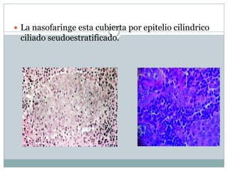  La nasofaringe esta cubierta por epitelio cilíndrico
 ciliado seudoestratificado.
 