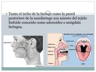  Tanto el techo de la faringe como la pared
 posteriorr de la nasofaringe son asiento del tejido
 linfoide conocido como adenoides o amígdala
 faríngea.
 