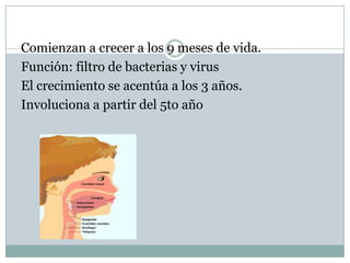 Comienzan a crecer a los 9 meses de vida.
Función: filtro de bacterias y virus
El crecimiento se acentúa a los 3 años.
Involuciona a partir del 5to año
 