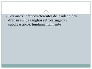  Los vasos linfáticos eferentes de la adenoides
 drenan en los ganglios retrofaríngeos y
 subdigástricos, fundamentalmente
 
