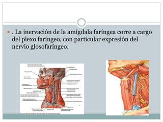  . La inervación de la amígdala faríngea corre a cargo
 del plexo faríngeo, con particular expresión del
 nervio glosofaríngeo.
 
