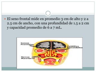  El seno frontal mide en promedio 3 cm de alto y 2 a
 2.5 cm de ancho, con una profundidad de 1.5 a 2 cm
 y capacidad promedio de 6 a 7 mL.
 