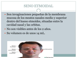 SENO ETMOIDAL

 Son invaginaciones pequeñas de la membrana
  mucosa de los meatos nasales medio y superior
  dentro del hueso etmoides, situadas entre la
  cavidad nasal y las orbitas.
 No son visibles antes de los 2 años.
 Su volumen es de unos 14 mL.
 