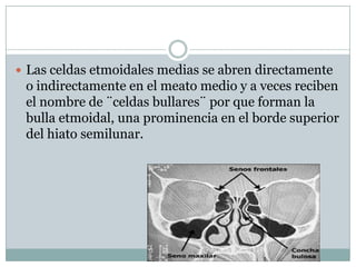  Las celdas etmoidales medias se abren directamente
 o indirectamente en el meato medio y a veces reciben
 el nombre de ¨celdas bullares¨ por que forman la
 bulla etmoidal, una prominencia en el borde superior
 del hiato semilunar.
 