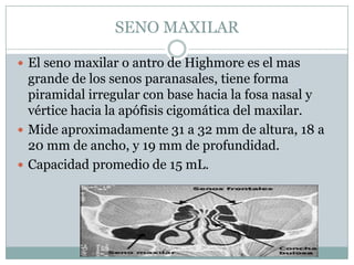 SENO MAXILAR

 El seno maxilar o antro de Highmore es el mas
  grande de los senos paranasales, tiene forma
  piramidal irregular con base hacia la fosa nasal y
  vértice hacia la apófisis cigomática del maxilar.
 Mide aproximadamente 31 a 32 mm de altura, 18 a
  20 mm de ancho, y 19 mm de profundidad.
 Capacidad promedio de 15 mL.
 