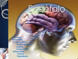 a)Cerebro
b)Cerebelo
c)Tallo cerebral
*bulbo raquídeo.
*puente
*mesencéfalo.
d)Diencéfalo
*Tálamo
*Hipotálamo.
 