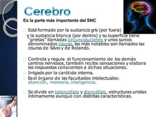 Es la parte más importante del SNC
Está formado por la sustancia gris (por fuera)
y la sustancia blanca (por dentro) y su superficie tiene
“grietas” llamadas circunvoluciones y unos surcos
denominados cisuras, las más notables son llamados las
cisuras de Silvio y de Rolando.
Controla y regula el funcionamiento de los demás
centros nerviosos, también recibe sensaciones y elabora
las respuestas conscientes a dichas situaciones.
Irrigado por la carótida interna.
Esel órgano de las facultades intelectuales:
atención, memoria, inteligencia.
Se divide en telencéfalo y diencéfalo, estructuras unidas
íntimamente aunque con distintas características.
 
