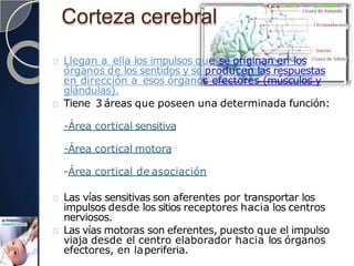 Corteza cerebral
Llegan a ella los impulsos que se originan en los
órganos de los sentidos y se producen las respuestas
en dirección a esos órganos efectores (músculos y
glándulas).
Tiene 3 áreas que poseen una determinada función:
-Área cortical sensitiva
-Área cortical motora
-Área cortical de asociación
Las vías sensitivas son aferentes por transportar los
impulsos desde los sitios receptores hacia los centros
nerviosos.
Las vías motoras son eferentes, puesto que el impulso
viaja desde el centro elaborador hacia los órganos
efectores, en laperiferia.
 