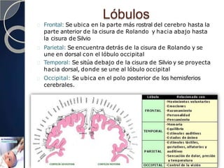 Lóbulos
Frontal: Se ubica en la parte más rostral del cerebro hasta la
parte anterior de la cisura de Rolando y hacia abajo hasta
la cisura de Silvio
Parietal: Se encuentra detrás de la cisura de Rolando y se
une en dorsal con el lóbulo occipital
Temporal: Se sitúa debajo de la cisura de Silvio y se proyecta
hacia dorsal, donde se une al lóbulo occipital
Occipital: Se ubica en el polo posterior de los hemisferios
cerebrales.
 