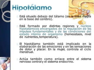 Está situado debajo del tálamo (en la línea media
en la base del cerebro).
Está formado por distintas regiones y núcleos
hipotalámicos encargados de la regulación de los
impulsos fundamentales y de las condiciones del
estado interno de organismo (homeostasis, nivel
de nutrientes,temperatura).
El hipotálamo también está implicado en la
elaboración de las emociones y en las sensaciones
de dolor y placer. En la mujer
, controla el ciclo
menstrual.
Actúa también como enlace entre el sistema
nervioso centraly el sistema endocrino.
 