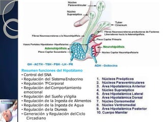 Resumen funciones del Hipotálamo
• Control del SNA
• Regulación del SistemaEndocrino
• Regulación TºCorporal
• Regulación del Comportamiento
emocional
• Regulación del Sueño yVigilia
• Regulación de la Ingesta de Alimentos
• Regulación de la Ingesta de Agua
• Regulación de la Diuresis
• Generación y Regulación delCiclo
Circadiano
 