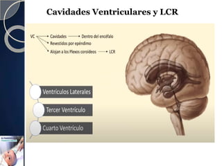 Dispocision de ventriculos
Cavidades Ventriculares y LCR
 