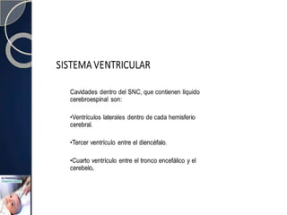 Sistema Ventricular
 