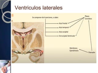 Ventriculos laterales
 