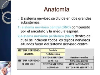 Anatomía
El sistema nervioso se divide en dos grandes
subsistemas:
1) sistema nervioso central (SNC) compuesto
por el encéfalo y la médula espinal.
2)sistema nervioso periférico (SNP) dentro del
cual se incluyen todos los tejidos nerviosos
situados fuera del sistema nervioso central.
 