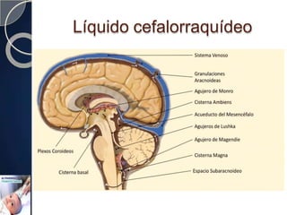 Líquido cefalorraquídeo
 