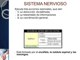SISTEMA NERVIOSO
Ejecuta tres acciones esenciales, que son:
1. La detección deestímulos
2. La transmisión de informaciones
3. La coordinación general.
Está formado por el encéfalo, la médula espinal y las
meninges.
 