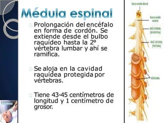 Prolongación del encéfalo
en forma de cordón. Se
extiende desde el bulbo
raquídeo hasta la 2°
vértebra lumbar y ahí se
ramifica.
Se aloja en la cavidad
raquídea protegida por
vértebras.
Tiene 43-45 centímetros de
longitud y 1 centímetro de
grosor.
 