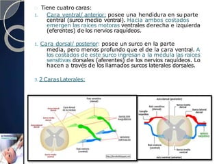 Tiene cuatro caras:
1. Cara ventral/ anterior: posee una hendidura en su parte
central (surco medio ventral). Hacia ambos costados
emergen las raíces motoras ventrales derecha e izquierda
(eferentes) de los nervios raquídeos.
1. Cara dorsal/ posterior: posee un surco en la parte
media, pero menos profundo que el de la cara ventral. A
los costados de este surco ingresan a la médula las raíces
sensitivas dorsales (aferentes) de los nervios raquídeos. Lo
hacen a través de los llamados surcos laterales dorsales.
3. 2 CarasLaterales:
 