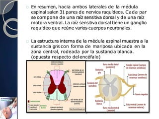 En resumen, hacia ambos laterales de la médula
espinal salen 31 pares de nervios raquídeos. Cada par
se compone de una raíz sensitiva dorsal y de una raíz
motora ventral. La raíz sensitiva dorsal tiene un ganglio
raquídeo que reúne varios cuerpos neuronales.
La estructura interna de la médula espinal muestra a la
sustancia gris con forma de mariposa ubicada en la
zona central, rodeada por la sustancia blanca.
(opuesta respecto delencéfalo)
 