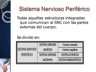 Sistema Nervioso Periférico
Todas aquellas estructuras integradas
que comunican al SNC con las partes
externas del cuerpo.
Se divide en:
 