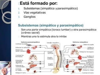 Está formado por:
1. Subsistemas (simpático yparasimpático)
2. Vías vegetativas
3. Ganglios
Subsistemas (simpático y parasimpático)
Son una parte simpática (toraco lumbar) y otra parasimpática
(cráneo sacral)
Mientras uno lo estimula otra lo inhibe
 