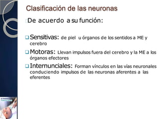 Clasificación de las neuronas
De acuerdo a su función:
Sensitivas: de piel u órganos de los sentidos a ME y
cerebro
Motoras: Llevan impulsos fuera del cerebro y la ME a los
órganos efectores
Internunciales: Forman vínculos en las vías neuronales
conduciendo impulsos de las neuronas aferentes a las
eferentes
 