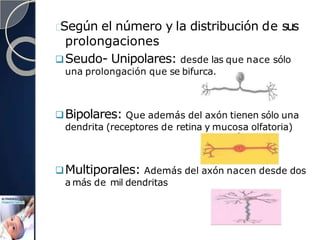 Según el número y la distribución de sus
prolongaciones
Seudo- Unipolares: desde las que nace sólo
una prolongación que se bifurca.
Bipolares: Que además del axón tienen sólo una
dendrita (receptores de retina y mucosa olfatoria)
Multiporales: Además del axón nacen desde dos
a más de mil dendritas
 