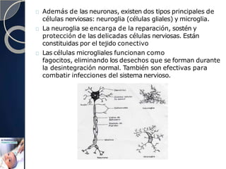 Además de las neuronas, existen dos tipos principales de
células nerviosas: neuroglia (células gliales) y microglia.
La neuroglia se encarga de la reparación, sostén y
protección de las delicadas células nerviosas. Están
constituidas por el tejido conectivo
Las células microgliales funcionan como
fagocitos, eliminando los desechos que se forman durante
la desintegración normal. También son efectivas para
combatir infecciones del sistema nervioso.
 