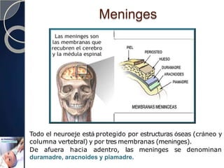 Meninges
Todo el neuroeje está protegido por estructuras óseas (cráneo y
columna vertebral) y por tres membranas (meninges).
De afuera hacia adentro, las meninges se denominan
duramadre, aracnoides y piamadre.
 