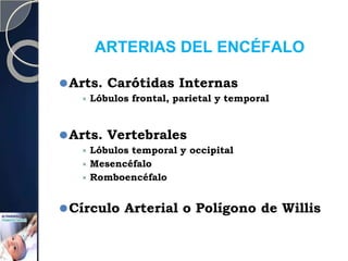 ARTERIAS DEL ENCÉFALO
⚫Arts. Carótidas Internas
⯍ Lóbulos frontal, parietal y temporal
⚫Arts. Vertebrales
⯍ Lóbulos temporal y occipital
⯍ Mesencéfalo
⯍ Romboencéfalo
⚫Círculo Arterial o Polígono de Willis
 