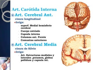 Art. Carótida Interna
⦿Art. Cerebral Ant.
cisura longitudinal
⚫Irriga:
○ superf. Medial hemisferio
cerebral
○ Cuerpo estriado
○ Capsula interna
○ Columna ant. Fornix
○ Comusiras anteriores
⦿Art. Cerebral Media
cisura de Silvio
⚫Irriga:
○ Art. Estructuras mediales y
laterales ,putamen, globus
pallidum y capsula int.
 
