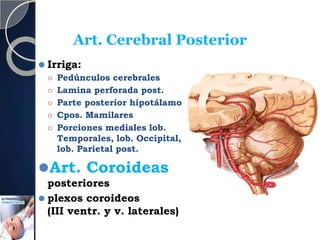 Art. Cerebral Posterior
⚫ Irriga:
⚪ Pedúnculos cerebrales
⚪ Lamina perforada post.
⚪ Parte posterior hipotálamo
⚪ Cpos. Mamilares
⚪ Porciones mediales lob.
Temporales, lob. Occipital,
lob. Parietal post.
⚫Art. Coroideas
posteriores
⚫ plexos coroideos
(III ventr. y v. laterales)
 