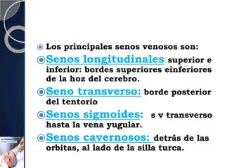⦿ Los principales senos venosos son:
⦿Senos longitudinales superior e
inferior: bordes superiores einferiores
de la hoz del cerebro.
⦿Seno transverso: borde posterior
del tentorio
⦿Senos sigmoides: s v transverso
hasta la vena yugular.
⦿Senos cavernosos: detrás de las
orbitas, al lado de la silla turca.
 